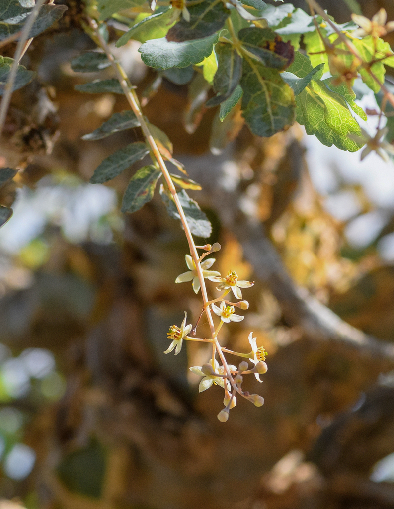 Boswellia dioscoridis