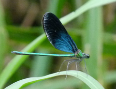 Matrona basilaris