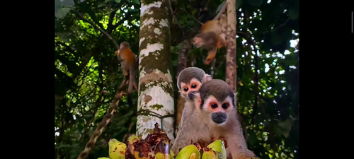 Ecuadorean Squirrel Monkey
