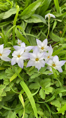 Ipheion uniflorum