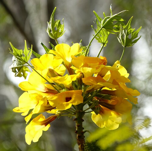 Uncarina leandrii
