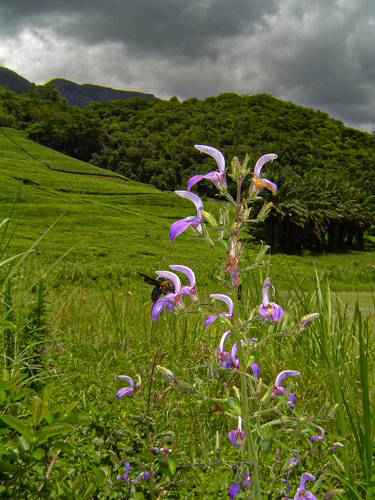 Brillantaisia cicatricosa image