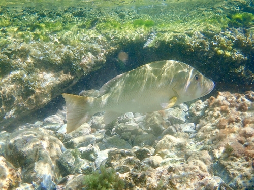 Lutjanus jocu