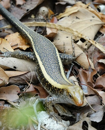 western Girdled Lizard, Zonosaurus laticaudatus