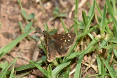 Piruna polingii