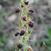 Ophrys transhyrcana morio - Photo (c) M. Salimeh, μερικά δικαιώματα διατηρούνται (CC BY-NC), uploaded by M. Salimeh
