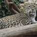 Leopardo Persa - Photo (c) SuperJew, algunos derechos reservados (CC BY-SA)