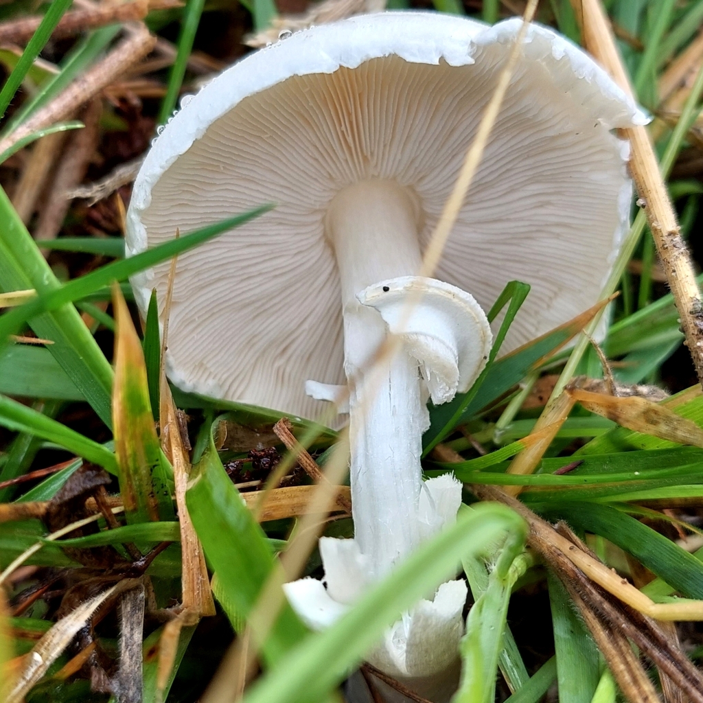 Leucocoprinus leucothites · March 2023 · photo: © laurabm2020 (iNaturalist, cc-by)