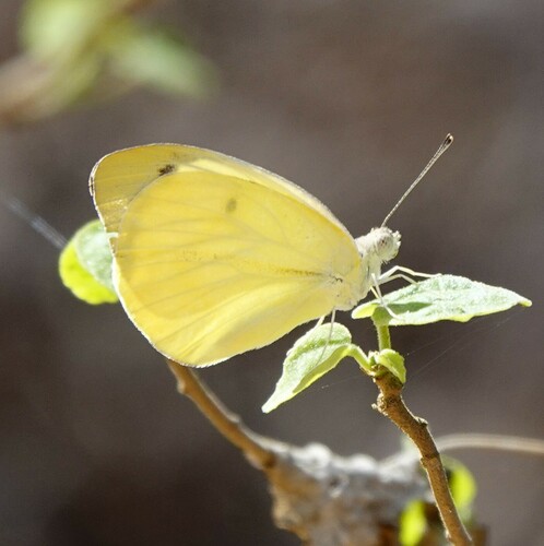 Gideona lucasi