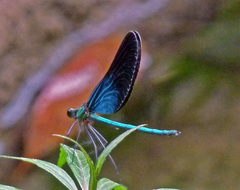 Matrona basilaris