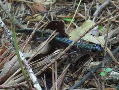 Plethodon metcalfi
