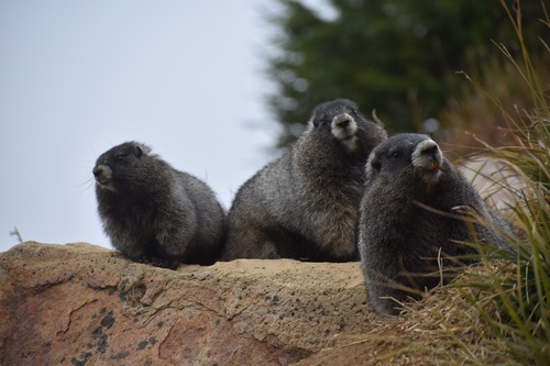 Hoary Marmot
