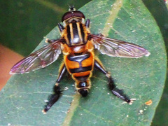 Helophilina