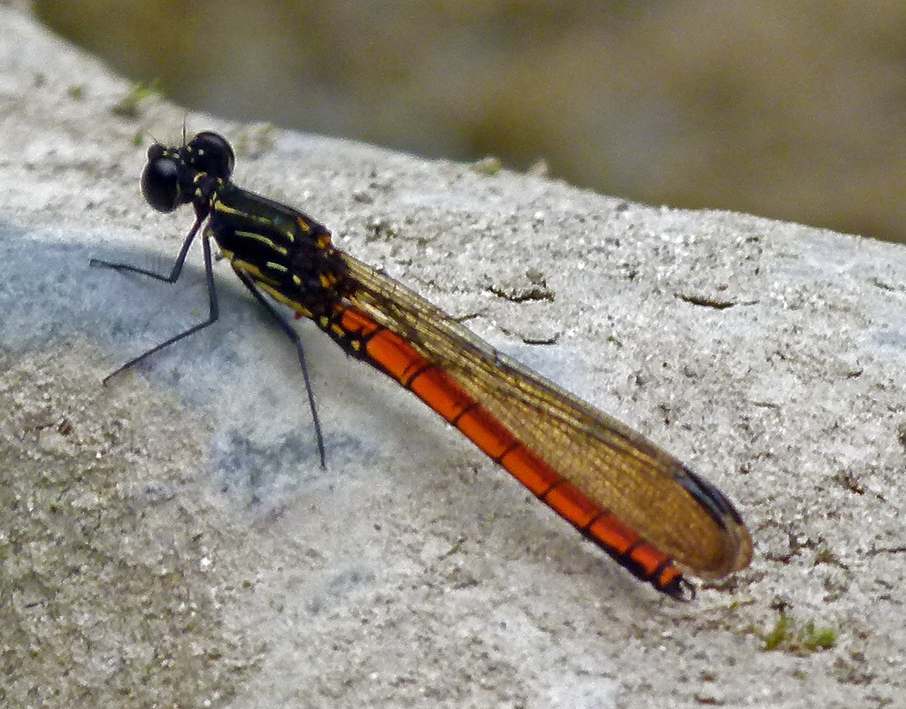 Scapanocypha