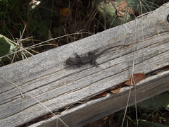 Sceloporus olivaceus