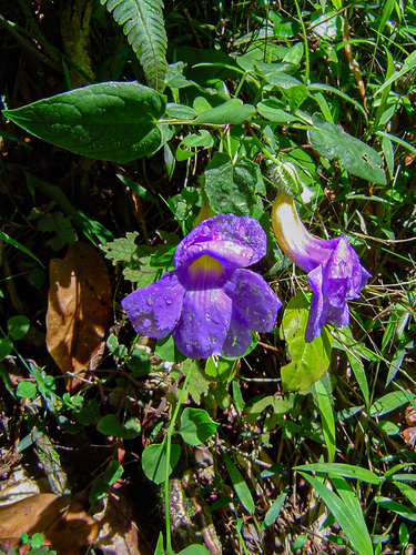 Thunbergia petersiana image