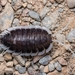 Porcellio succinctus - Photo (c) Alonso Ródenas Fernández, some rights reserved (CC BY-NC), uploaded by Alonso Ródenas Fernández