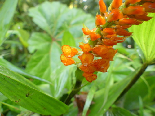 Elleanthus discolor (Rchb.f. & Warsz.) Rchb.f. 3