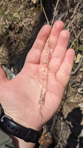 Image of Elymus svensonii by (c) rainbowkitten, some rights reserved (CC BY)