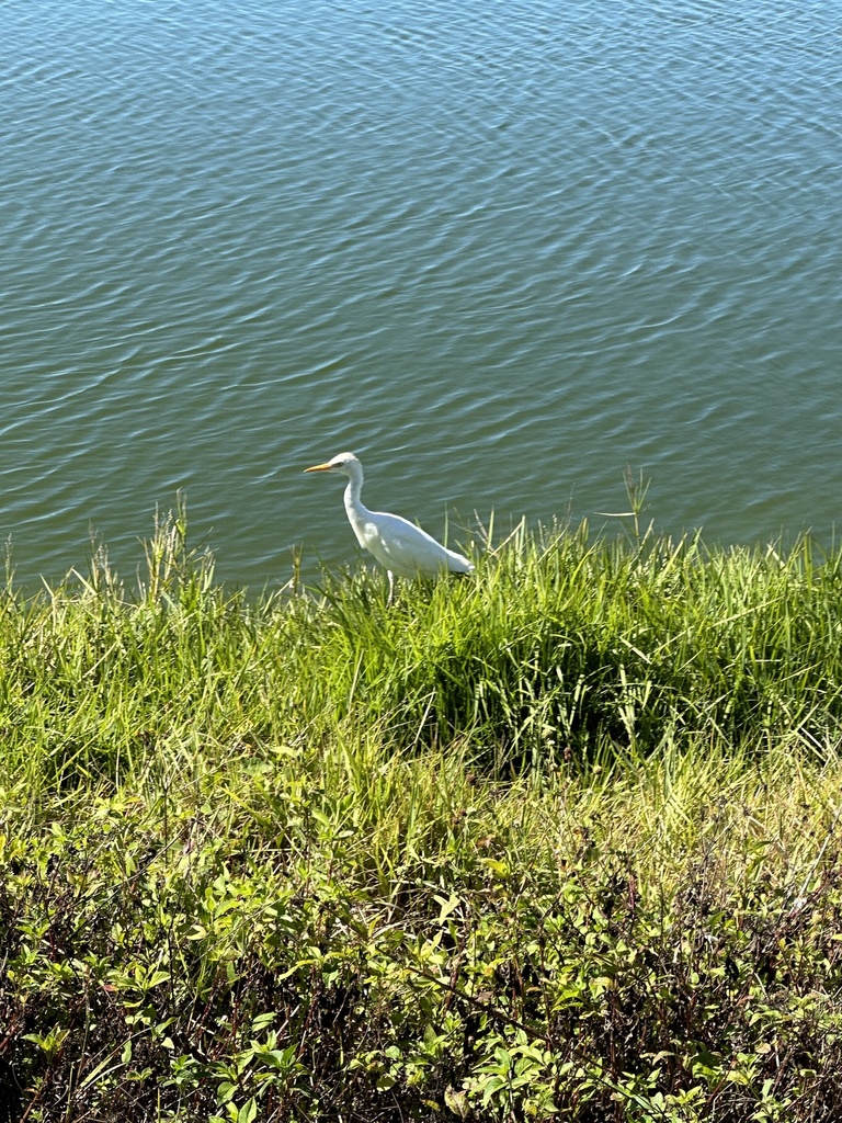 Cattle Egret From Turtle Island Naples FL US On March 16 2023 At 11   Large 