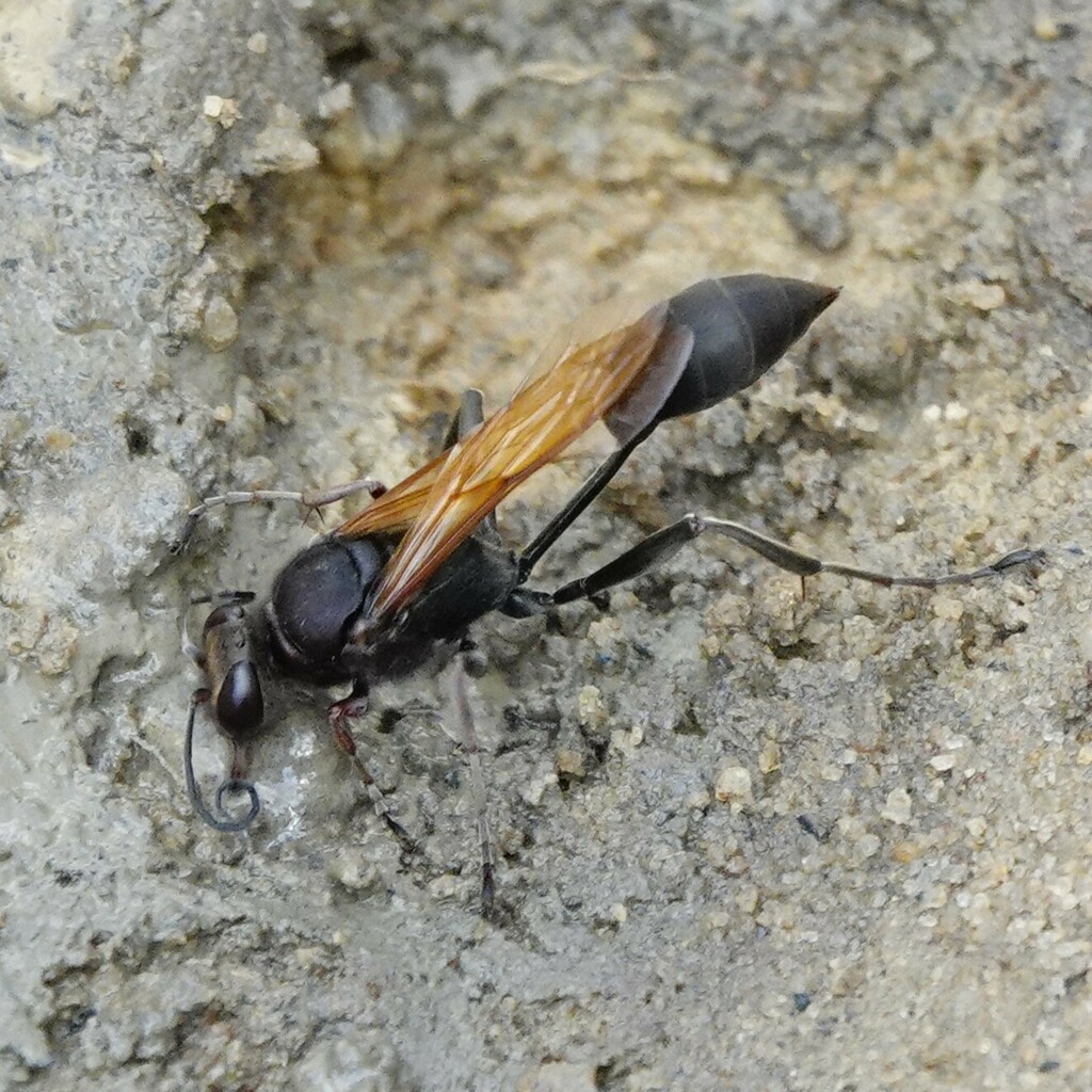 Sceliphron fuscum