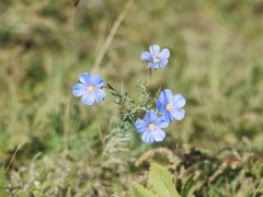 Linum austriacum