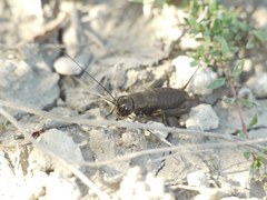 Melanogryllus desertus