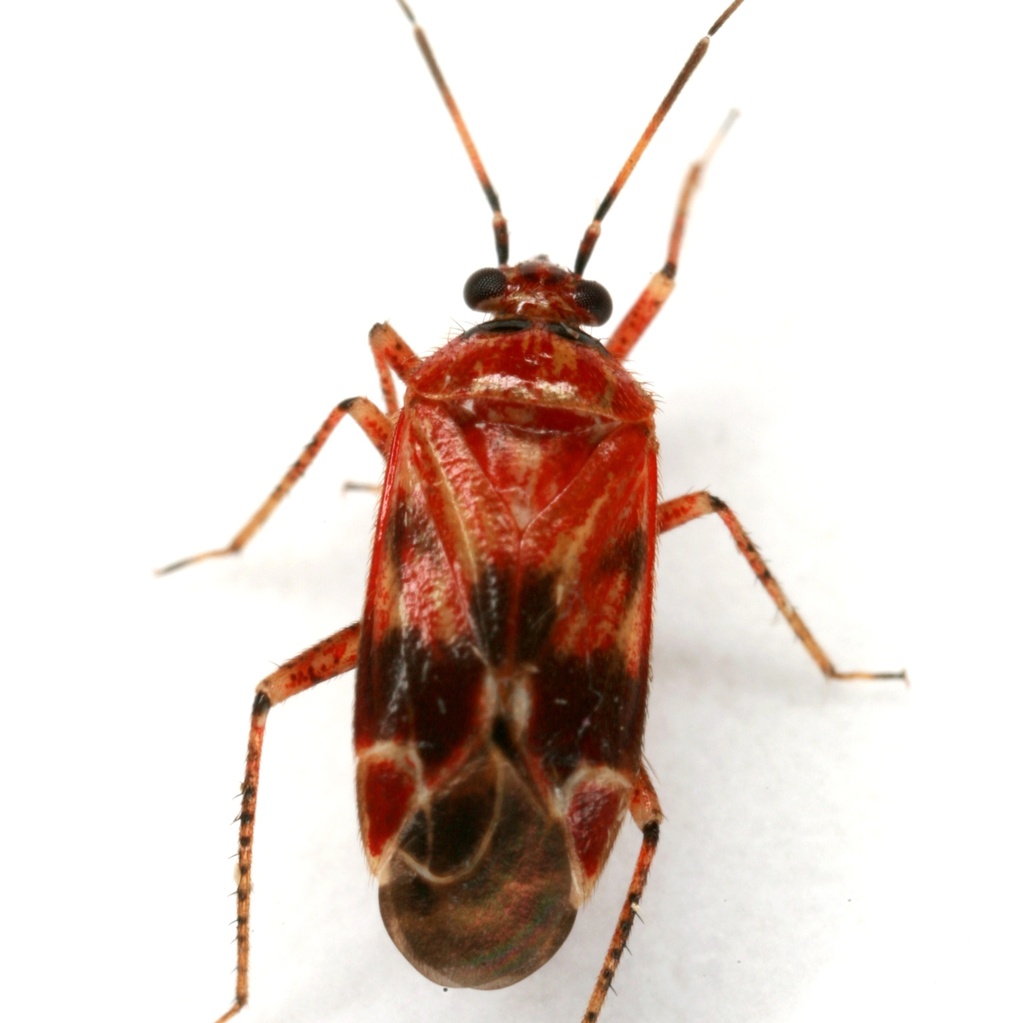 Plagiognathus grandis