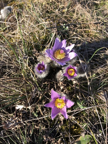 poniklec veľkokvetý (Pulsatilla grandis)