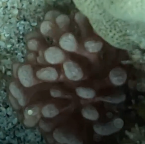 Gibsmithia hawaiiensis observed 2023-03-13
