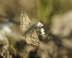 Pyrgus armoricanus