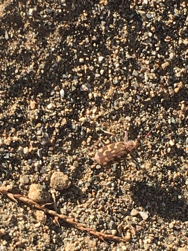 Lophyra flexuosa