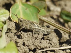 Epacromiini