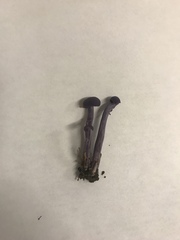 Laccaria amethystina image