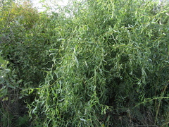 Corkscrew Willow (Salix matsudana)