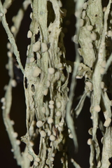 Ramalina australiensis image