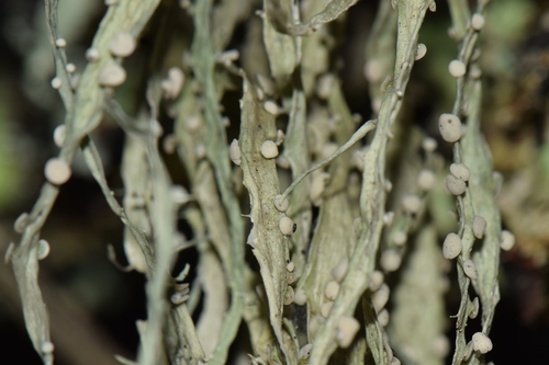 Ramalina australiensis image