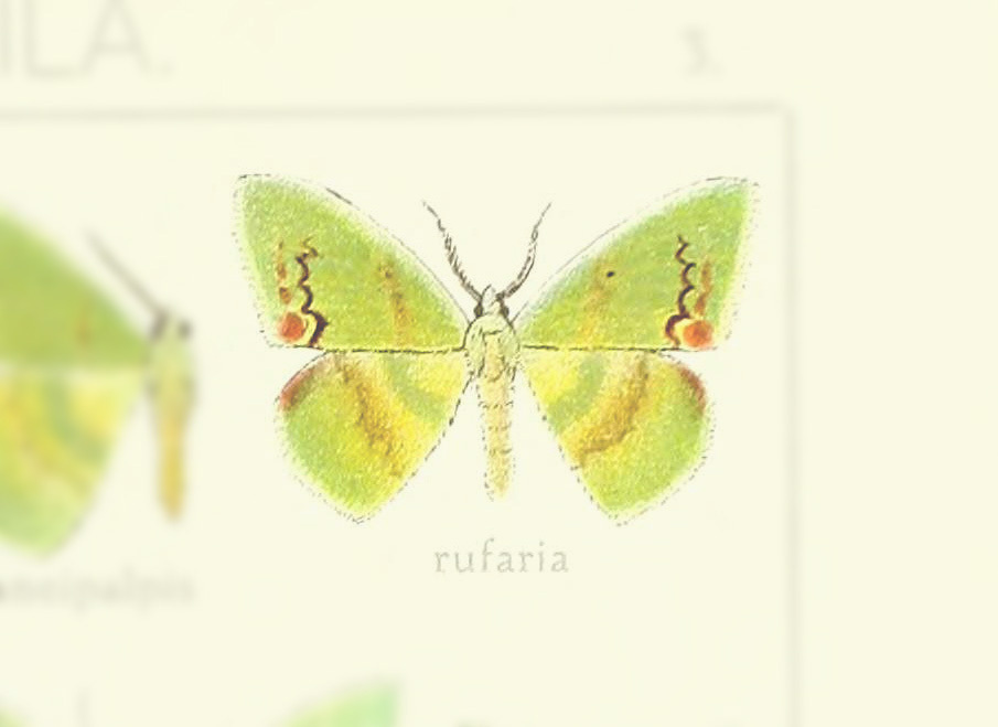 Rhodochlora rufaria