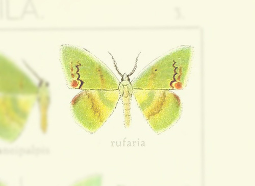 Rhodochlora rufaria