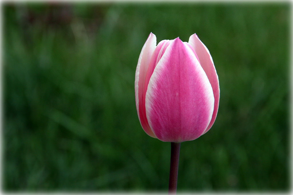 Tulipanes (Género Tulipa) · NaturaLista Mexico