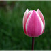Tulipanes - Photo (c) Claudia Castro, algunos derechos reservados (CC BY-SA)