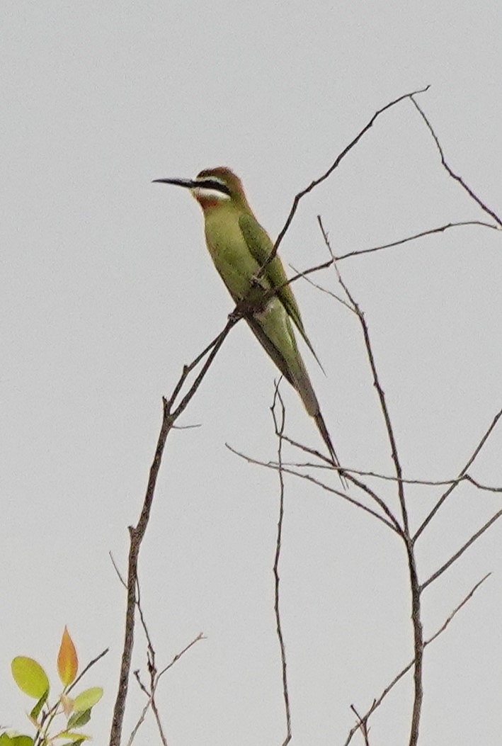 Olive Bee-eater