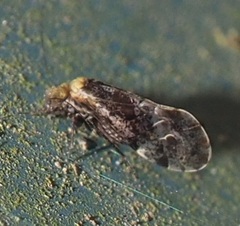 Trichadenotecnum alexanderae