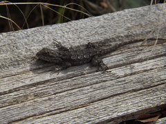 Sceloporus olivaceus