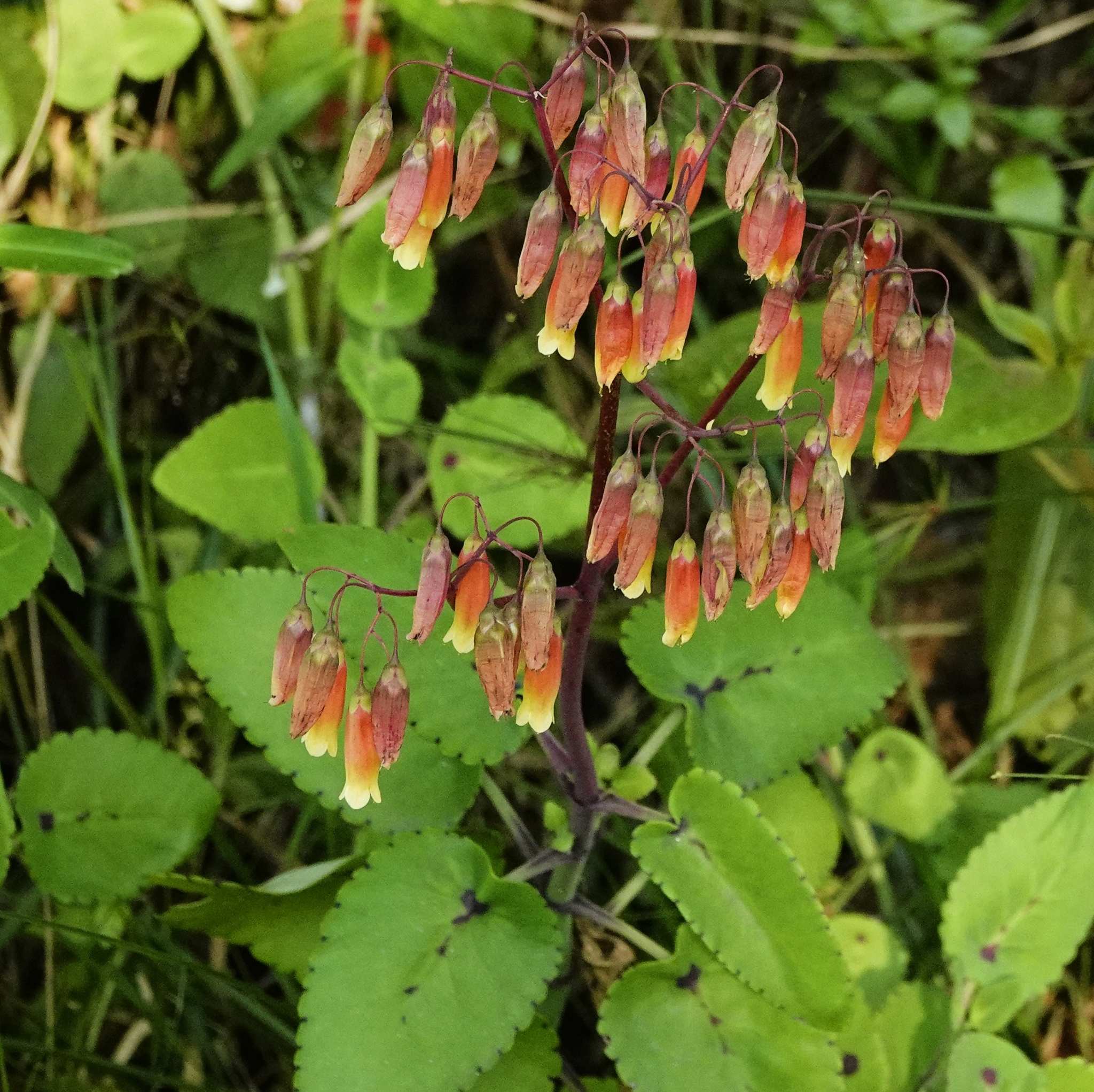 Kitchingia peltata Baker
