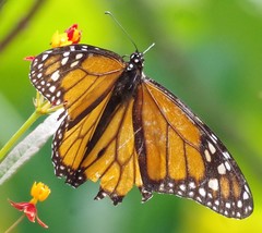 Danaus plexippus
