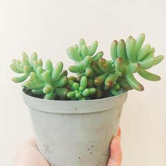 Sedum pachyphyllum