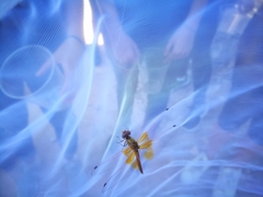 Trithemis kirbyi