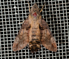 Macroglossum belis