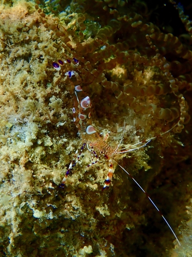 Periclimenes yucatanicus